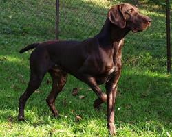 German Shorthaired Pointer capture d'écran 3