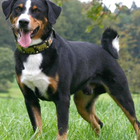 Icona Greater Swiss Mountain Dog