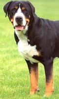Poster Greater Swiss Mountain Dog