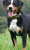 1 Schermata Greater Swiss Mountain Dog