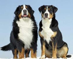 3 Schermata Greater Swiss Mountain Dog