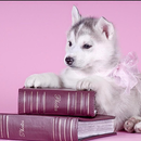 Husky images HD Wallpapers APK