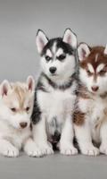 Poster Husky HD Wallpapers Foto
