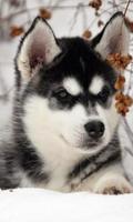 1 Schermata Husky HD Wallpapers Foto