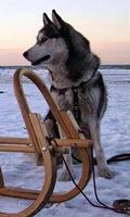 2 Schermata Husky HD Wallpapers Foto