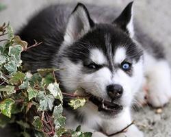 3 Schermata Husky HD Wallpapers Foto