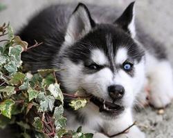 Husky images HD Wallpapers capture d'écran 3