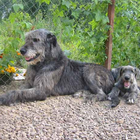 Icona Irish Wolfhound Sfondi