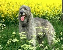 Irish Wolfhound Wallpapers syot layar 3