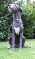 الأيرلندية خلفيات Wolfhound الملصق