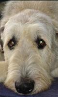 Irish Wolfhound Wallpapers ภาพหน้าจอ 1