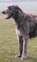 Irish Wolfhound Wallpapers ภาพหน้าจอ 2