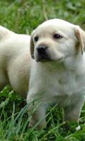 1 Schermata Labrador Retriever Sfondi