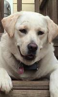 2 Schermata Labrador Retriever Sfondi