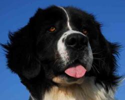 Landseer Wallpapers screenshot 3