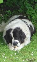 Landseer Wallpapers poster