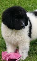 Landseer Wallpapers screenshot 1