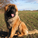 Leonberger خلفيات APK