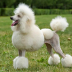 Poodle Wallpapers