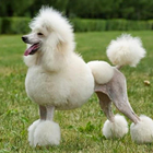 Poodle Wallpapers آئیکن