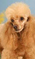 Poodle Wallpapers اسکرین شاٹ 2