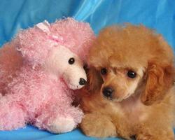 Poodle Wallpapers اسکرین شاٹ 3