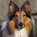 Collie áspero Wallpapers APK