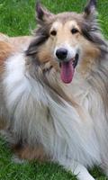 Rough Collie Wallpapers gönderen