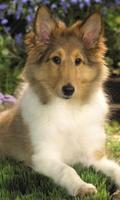 Rough Collie Wallpapers Ekran Görüntüsü 1