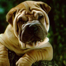 Shar Pei Wallpapers APK