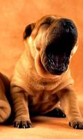 برنامه‌نما Shar Pei Wallpapers عکس از صفحه