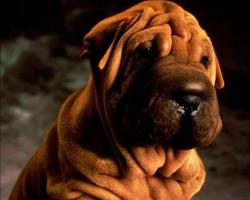 Shar Pei Wallpapers اسکرین شاٹ 3