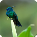 kolibri master