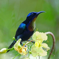Kicau Burung Kolibri