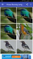 Kicau Burung Kolibri Ekran Görüntüsü 1
