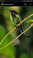 kolibri master kicau Affiche