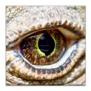 Komodo 10 Chess Engine APK