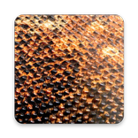 Komodo 11 Chess Engine