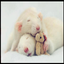 Hamster Wallpaper HD APK