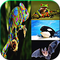 Animal Quiz Games
