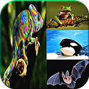 Animal Quiz Games APK