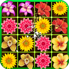 Blossom Crush Mania icono