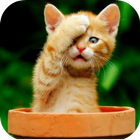 Funny Cats Life Slide Puzzles 아이콘
