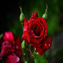 APK Красивая роза