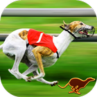 Dog Racing games & Wolf Stunts biểu tượng