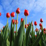 Free Flowers Collection