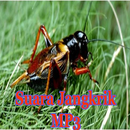 Suara Jangkrik Sawah APK