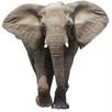 Addo Sightings APK