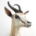 Etosha Sightings