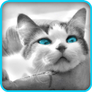 Tile Puzzle: Kätzchen 2 APK